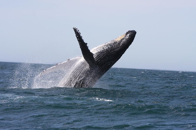 Newcastle Whale Watching Cruise - Key points to know before you sail