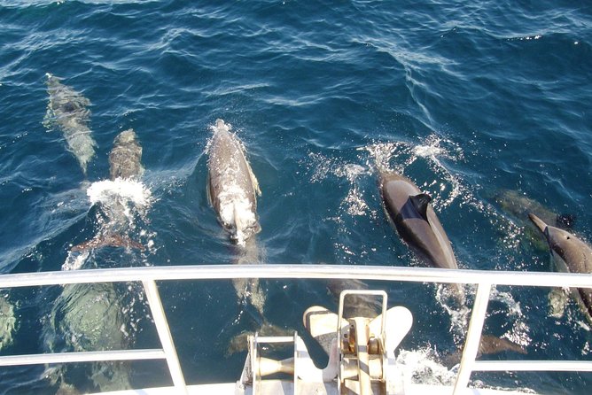 Newcastle Whale Watching Cruise - Why Newcastle is a good place for whale watching