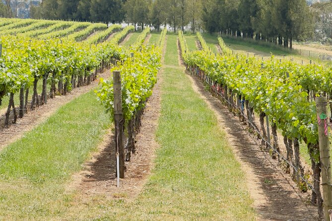 Orange Region Winery Experience by Onayi - Choosing the route that fits your group