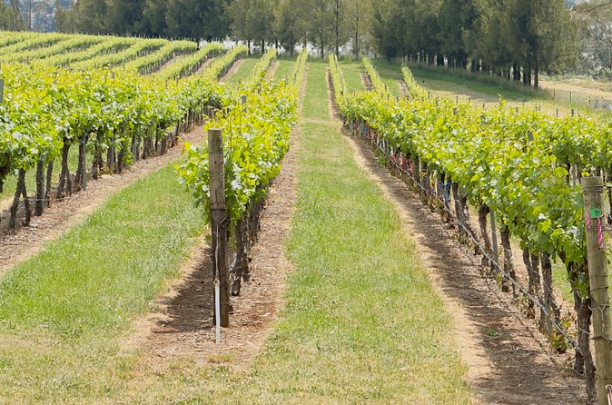 Orange Region Winery Experience by Onayi - A good fit for friends, couples, and wine beginners