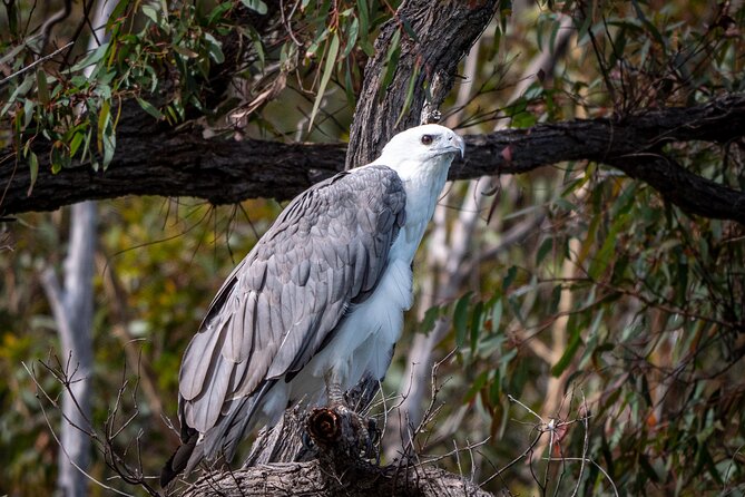 Pambula River Kayaking Tour - What the wildlife adds to the paddle