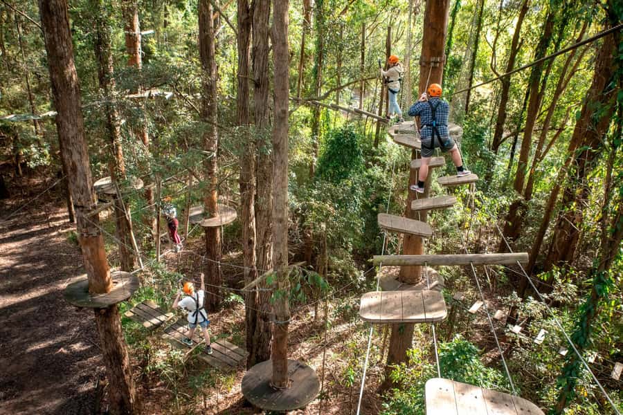 Pennant Hills: Tree Ropes Course Session - Key points at a glance