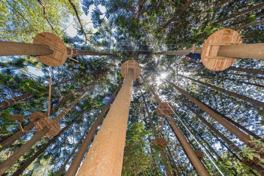 Pennant Hills: Tree Ropes Course Session - A forest retreat only 30 minutes from Sydney