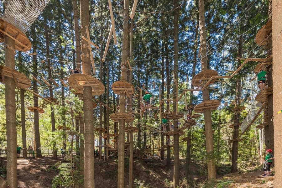 Pennant Hills: Tree Ropes Course Session - Four courses, four ways to test your nerve