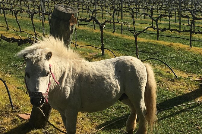 Personalised wine tour experience in the beautiful NSW Southern Highlands - Boutique wineries and the Highland character