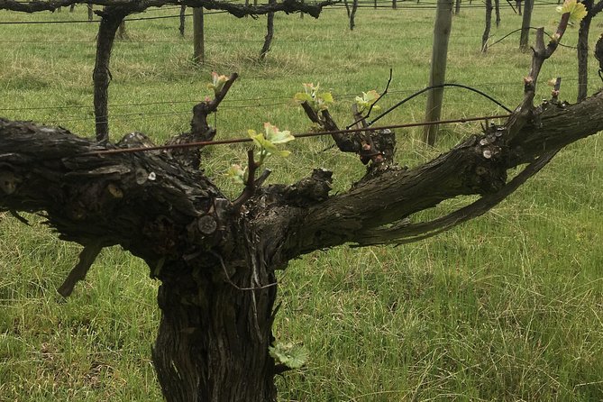 Personalised wine tour experience in the beautiful NSW Southern Highlands - Cafes, picnic spots, and a slower pace