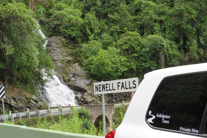 Port Macquarie Day Tour to Water Falls and Lookouts - Two hours among Dorrigo’s rainforest treetops