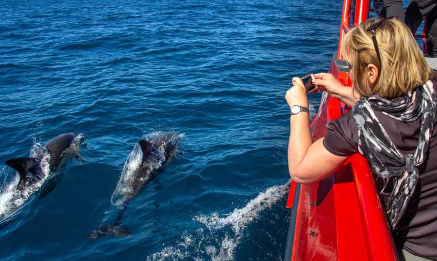 Port Stephens: 1hr Dolphin Watch Express - Key points to know before booking