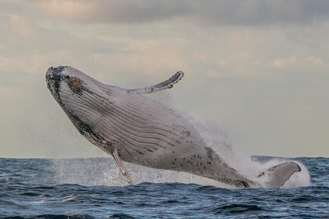 Port Stephens 3 Hour Whale and Dolphin Watch Cruise - Leaving Nelson Bay on a sailing catamaran