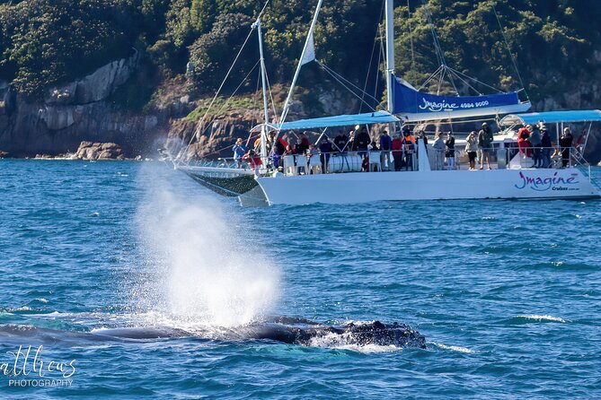 Port Stephens 3 Hour Whale and Dolphin Watch Cruise - Comfort on deck, in the cabin and under cover