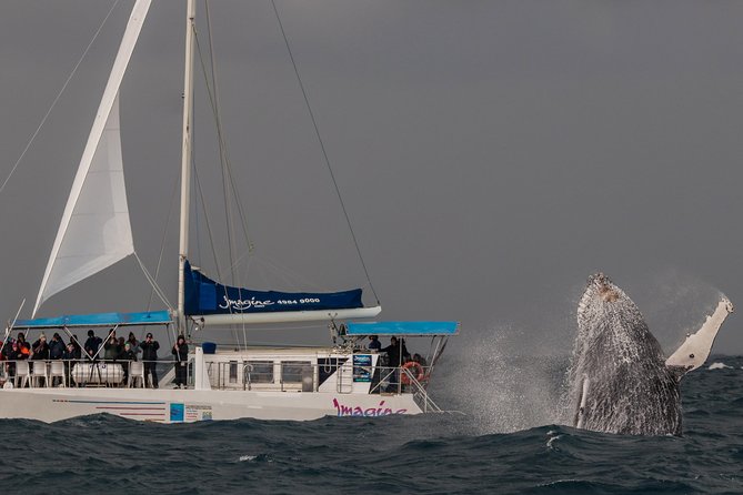 Port Stephens 3 Hour Whale and Dolphin Watch Cruise - What the commentary adds
