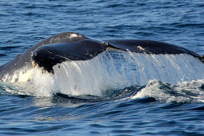 Port Stephens 3 Hour Whale and Dolphin Watch Cruise - Planning your day around the departure