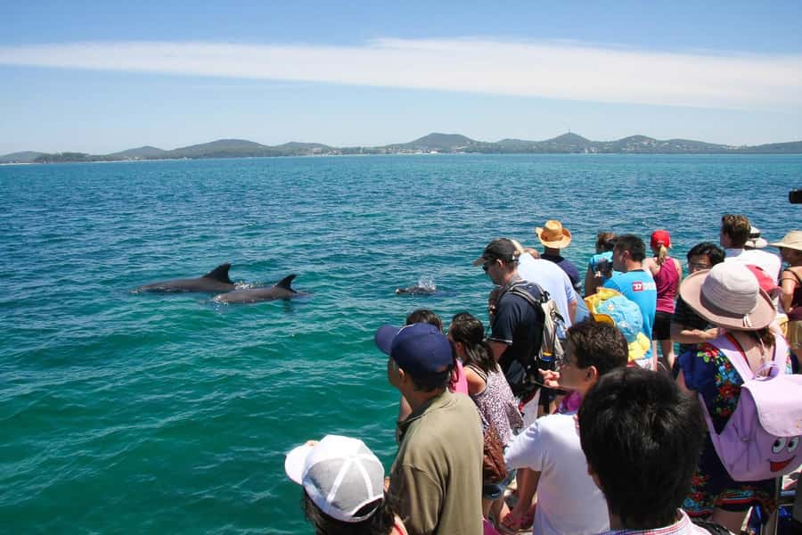 Port Stephens: Dolphin Cruise, Lunch, Koalas & Sandboarding - Anna Bay and the Stockton sand dunes