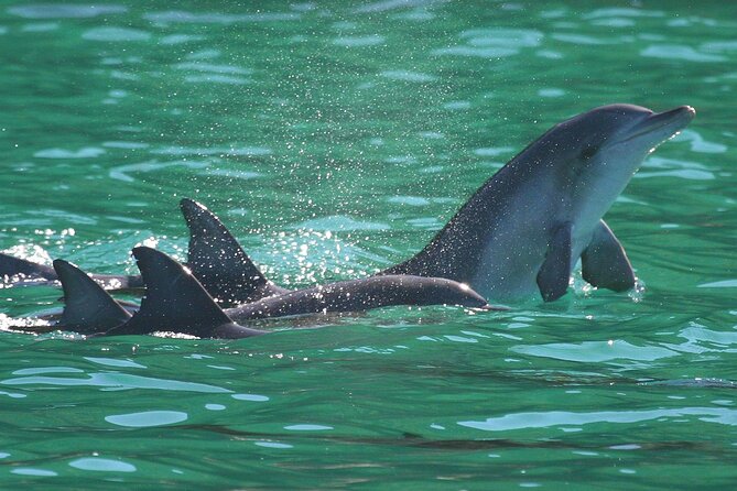 Port Stephens: Dolphin Discovery Cruise - Tomaree and Yacaaba Headlands from the water
