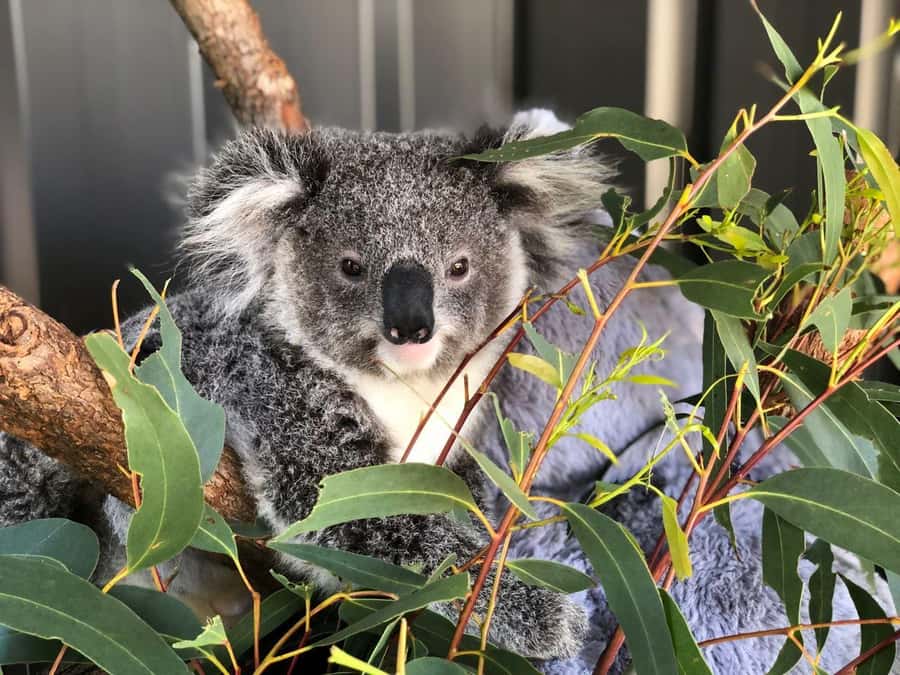 Port Stephens: Dolphin, Lunch, Koalas&Sandboarding -Mandarin - What the $140 price really buys you