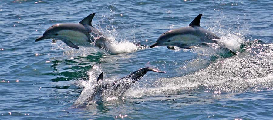 Port Stephens: Dolphin, Lunch, Koalas&Sandboarding -Mandarin - Starting at Central Station before sunrise