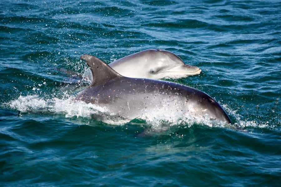 Port Stephens: Dolphin Watch Cruise with Swimming and Slides - Nelson Bay boarding and the first half-hour