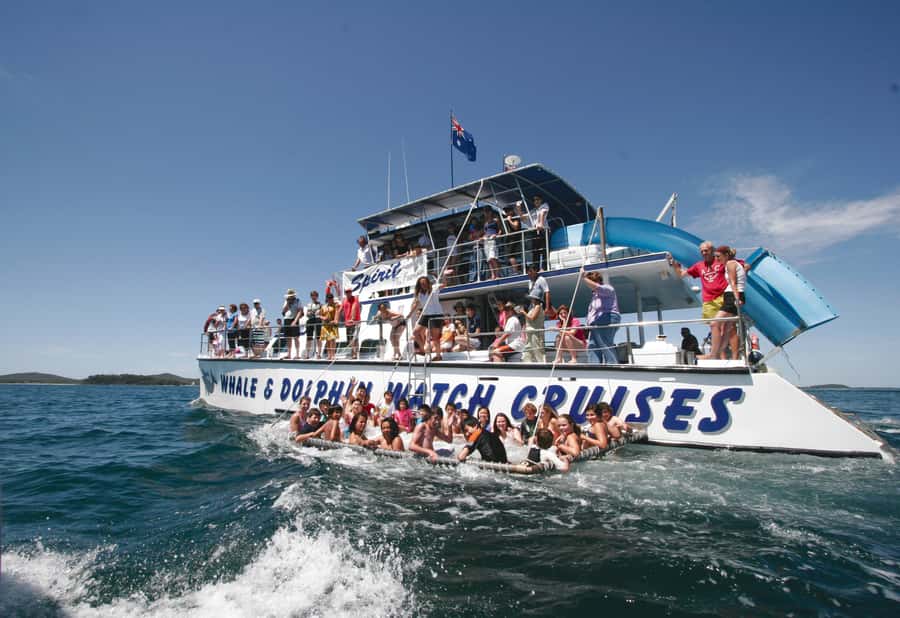 Port Stephens: Dolphin Watch Cruise with Swimming and Slides - Searching for dolphins in Port Stephens Harbour