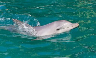 Dolphin Watch Cruise with Swimming and Slides