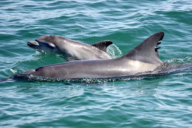 Port Stephens: Dolphin Watch & Eco Adventure - Searching for dolphins in their natural home