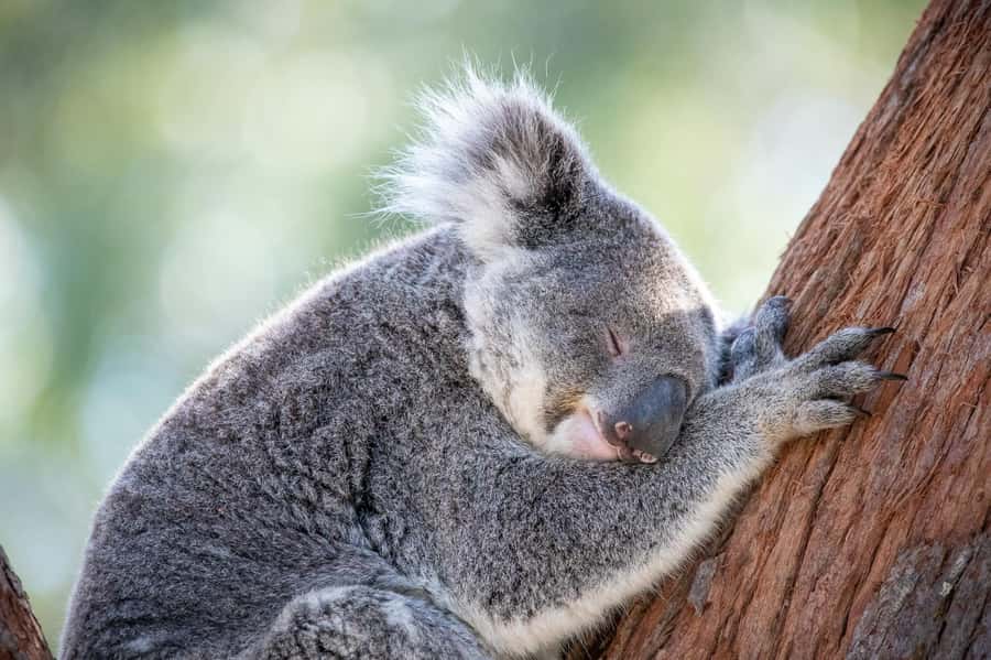 Port Stephens: Koala Sanctuary General Admission Ticket - Key points to know before you go