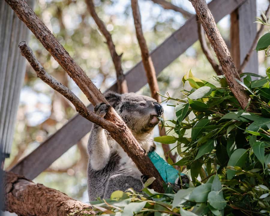 Port Stephens: Koala Sanctuary General Admission Ticket - Why this sanctuary feels different from a simple koala encounter