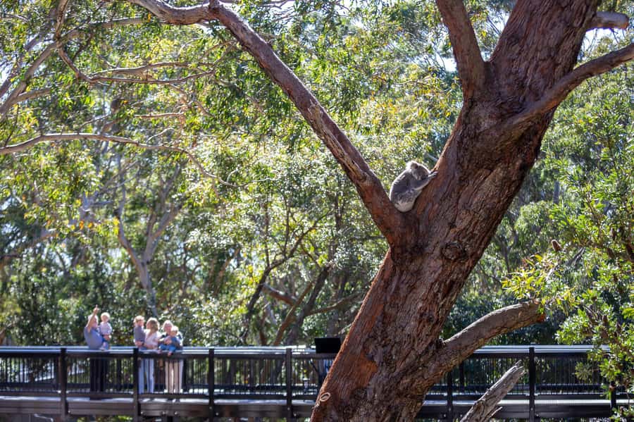Port Stephens: Koala Sanctuary General Admission Ticket - Starting with the 250-metre Sanctuary Story Walk