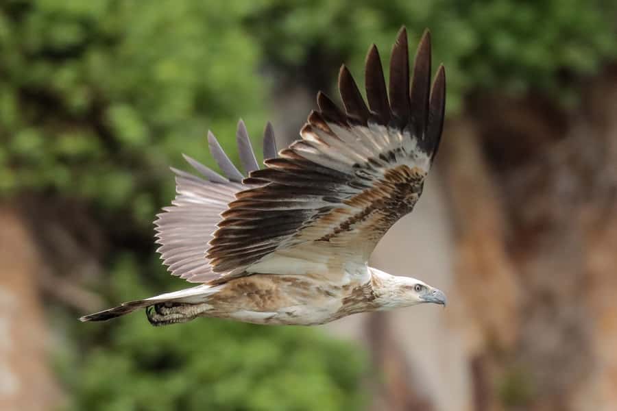 Port Stephens: Port Stephens Island Snorkel Adventure Cruise - Key points at a glance