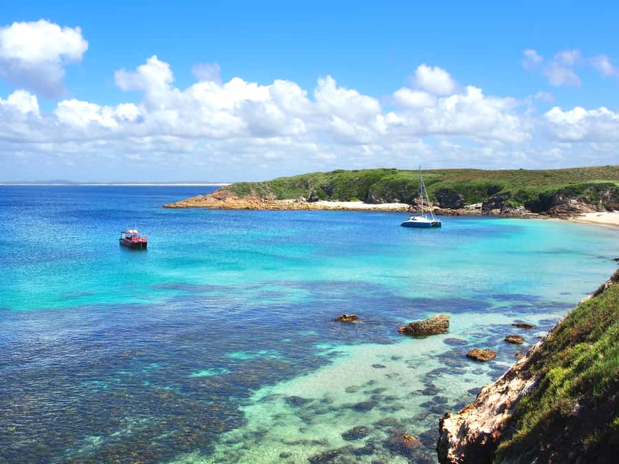 Port Stephens: Port Stephens Island Snorkel Adventure Cruise - What you can see below the surface