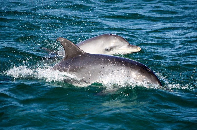 Port Stephens: Splash 'n' Slide Dolphin Cruise - From wildlife cruise to water playground