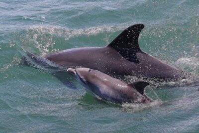 Splash ‘n’ Slide Dolphin Cruise