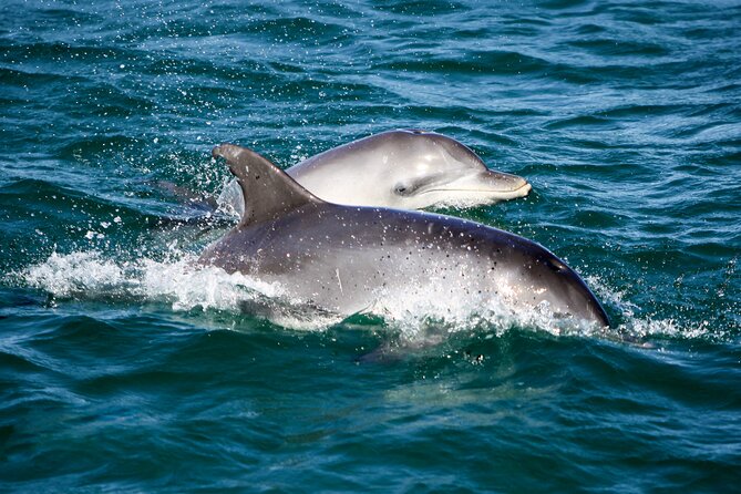 Port Stephens: Splash 'n' Slide Dolphin Cruise - Who will enjoy this cruise most?