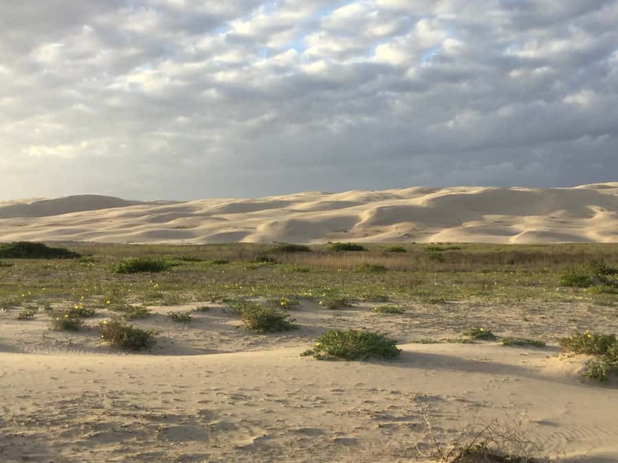 Port Stephens: Stockton Sand Dunes 4WD Tag-Along Tour - Why Stockton Sand Dunes Are Best Explored by 4WD