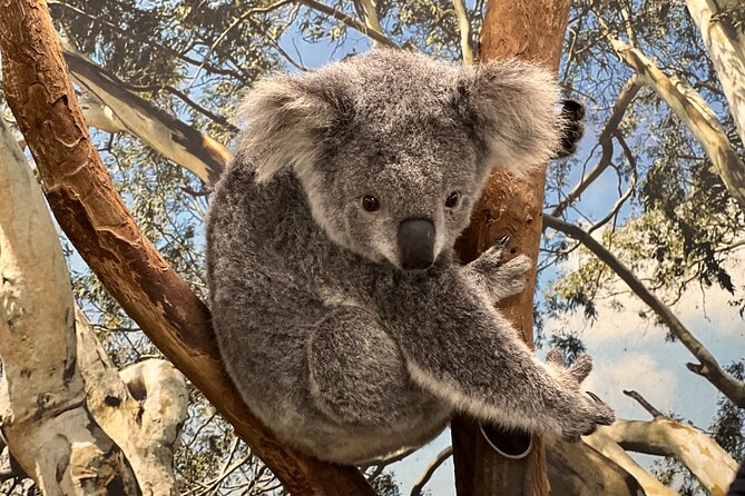 Private Blue Mountains Day Trip VIP from Sydney luxury Mercedes - Featherdale Wildlife Park: one hour with Australian animals
