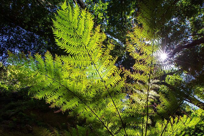 Private Blue Mountains Escape The Crowds Mercedes Tour - Leura and Katoomba, lunch with a local-town break