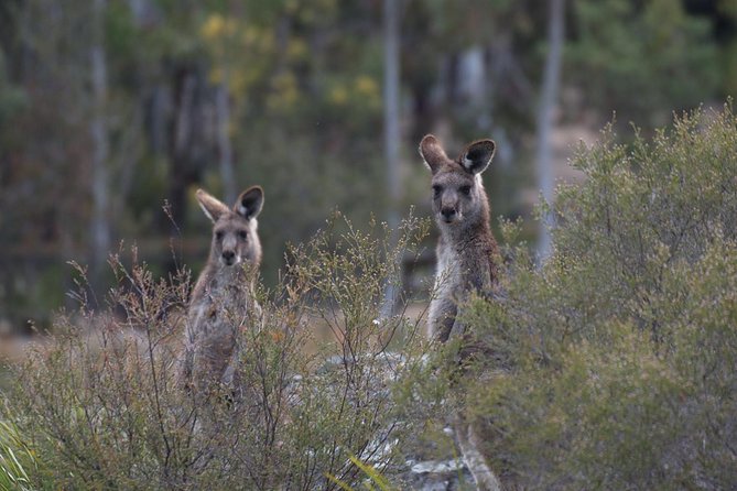 Private Blue Mountains Insider Tour from Sydney - The Three Sisters: the essential Blue Mountains view