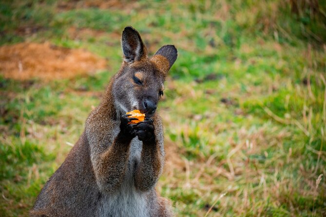 PRIVATE Blue Mountains Scenic World Australian Wildlife & Cruise - Featherdale: Australian animals before the mountains