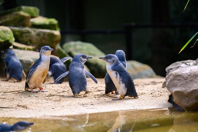 PRIVATE Blue Mountains Scenic World Australian Wildlife & Cruise - Katoomba adds a town stop to the natural sights