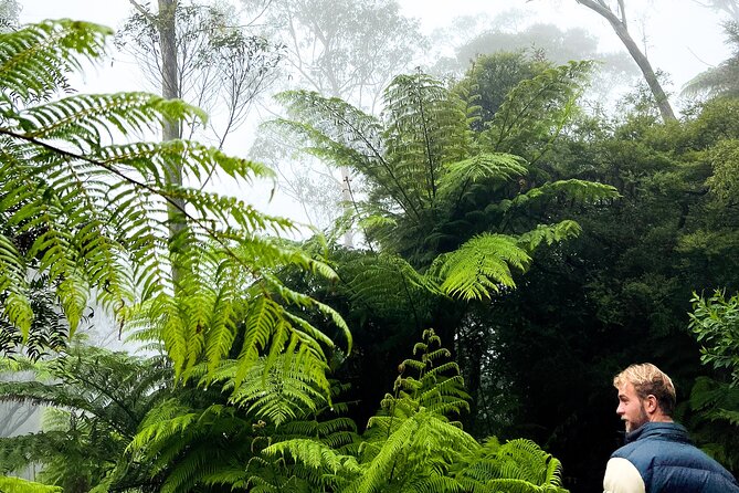 Private Blue Mountains Tour | Waterfalls, Koalas & Views - Echo Point and the Three Sisters