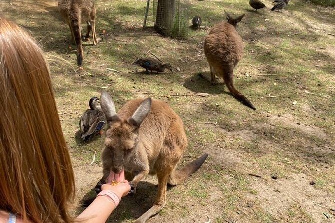 Private Blue Mountains Tour | Waterfalls, Koalas & Views - Scenic World adds rides, but changes the budget