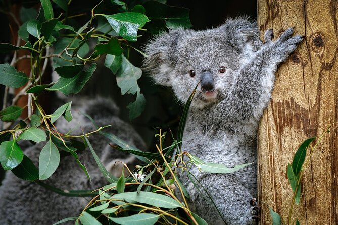 Private Blue Mountains Tour | Waterfalls, Koalas & Views - Featherdale Wildlife Park: a useful opening stop