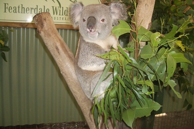 PRIVATE Blue Mountains Tour, Wildlife Park and River Cruise - Featherdale or Sydney Zoo: meet Australia’s animals