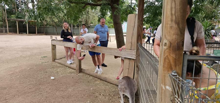 Private BlueMountains, ScenicWorld & AustralianWildlife Tour - Key points to know before booking
