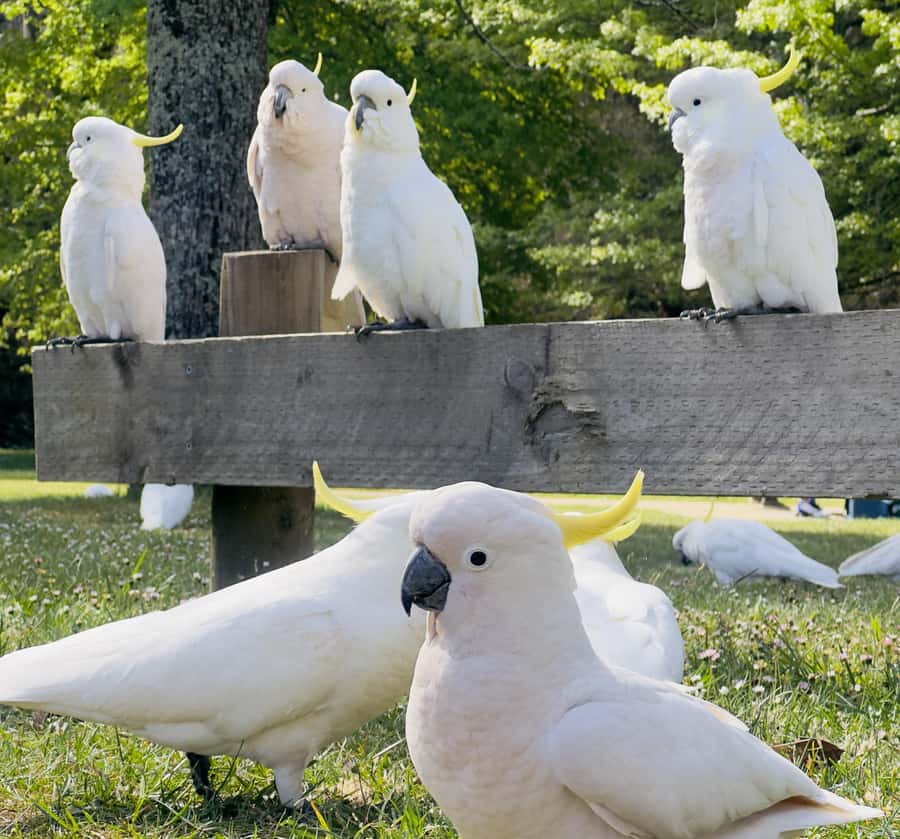 Private BlueMountains, ScenicWorld & AustralianWildlife Tour - Price, inclusions, and the real value