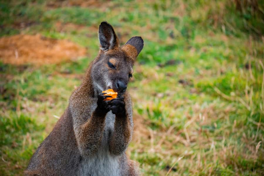 Private BlueMountains, ScenicWorld & AustralianWildlife Tour - Leura drive: a gentler change of scene
