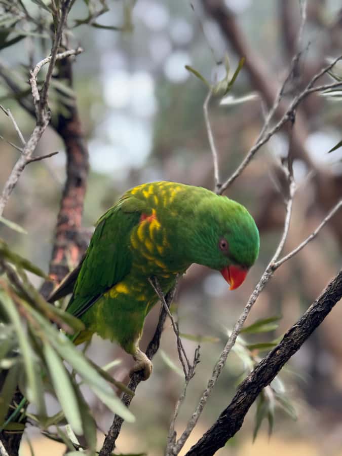 Private BlueMountains, ScenicWorld & AustralianWildlife Tour - Scenic World: four ways to cross the mountains