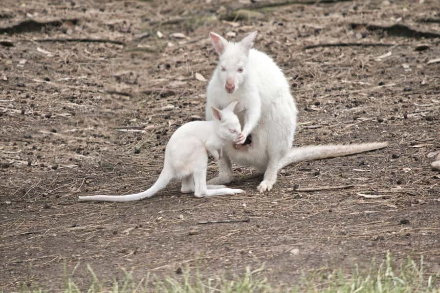 Private BlueMountains, ScenicWorld & AustralianWildlife Tour - Katoomba Falls and the central break
