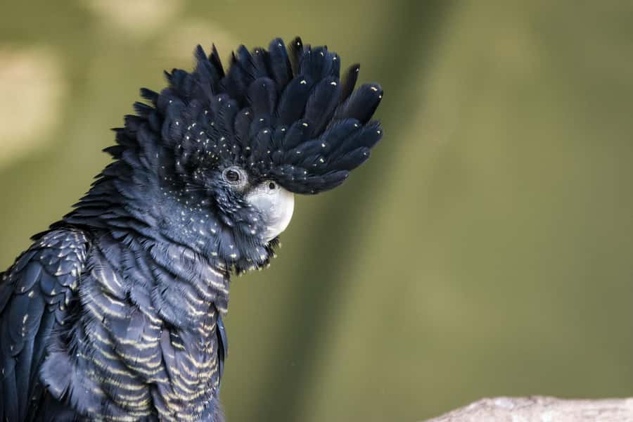 Private BlueMountains, ScenicWorld & AustralianWildlife Tour - What the guide adds to the day