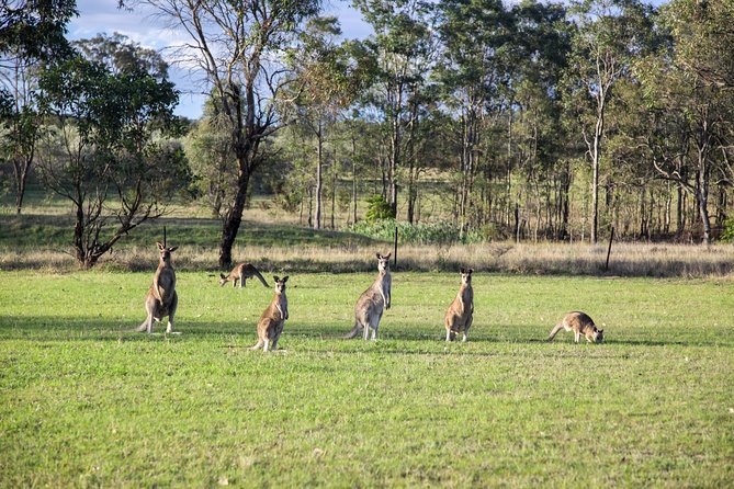 Private full-day wine tour in the Hunter Valley - Lunch is a real part of the experience