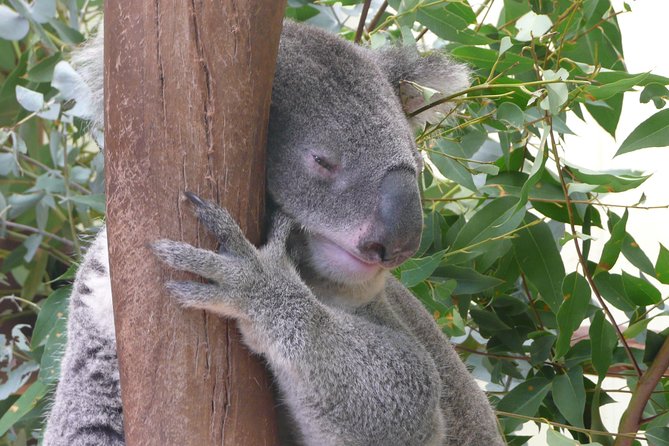Private Guided Tour from Sydney to Blue Mountains National Park - Featherdale Wildlife Park starts the morning